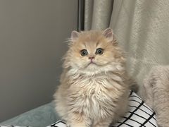 -北京观赏动物医院·24小时大型综合·猫专科·异宠专科