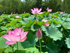 -莲花池公园