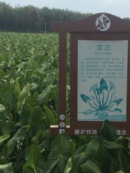 点击看大图 -水八仙生态园