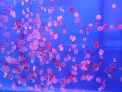 -左海海底世界