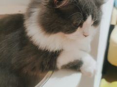 -1013 PET SHOP精品宠物商店(丁香店)