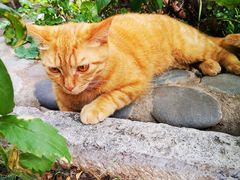 -喵屿·大理花园猫咖