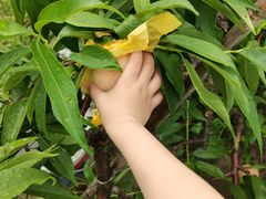 -南汇新场正宗水蜜桃采摘