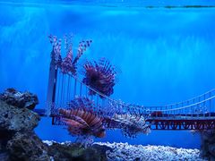 -太平洋海底世界