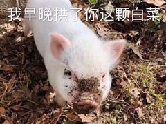 -石炮台果汁冰(天河店)