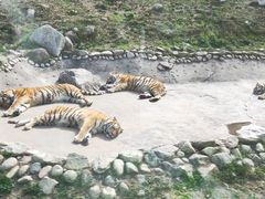 -西安秦岭野生动物园