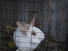 -南窖乡水峪村山情农家