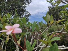 -槟城植物园