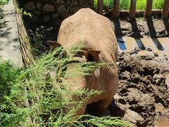 -沈阳森林动物园