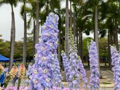 -深圳国际园林花卉博览园