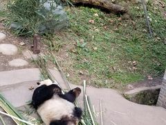 -都江堰中华大熊猫苑