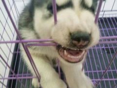 -翊宠yipet猫狗购宠庄园犬舍•猫舍