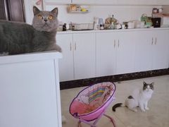 -喵zoo家庭繁育猫舍(尖东智能花园店)