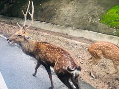 -清迈夜间动物园