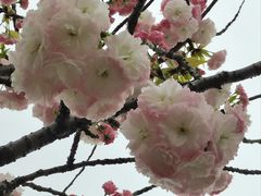 -高东镇樱花园
