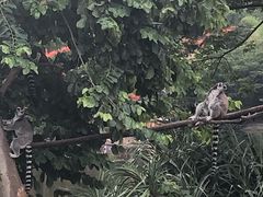 -清迈夜间动物园