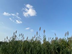 -洨河生态公园