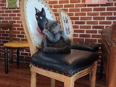 -猫小院猫主题咖啡厅(北锣店)