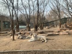 -北京野生动物园