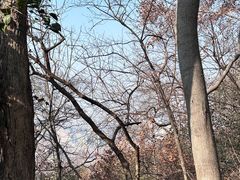 -紫金山山顶公园
