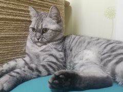 -达爱动物医院·犬猫分区·CT·复杂眼科(远洋山水分院)