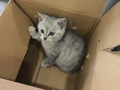 -四月宠物医院·猫专科·心脏专科·内科(转塘店)