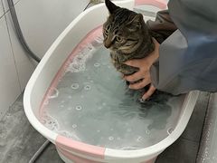 -宠颐生宠物医院·犬猫全科·皮肤科(商业街店)