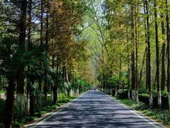 -合肥滨湖国家森林公园