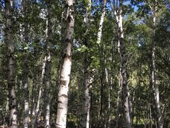 -乌兰布统景区-白桦林