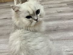 -BABIT巴比特宠物(MOMOPARK店)