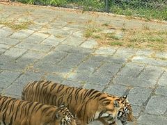 -深圳野生动物园