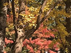 -三里屯东五街银杏大道