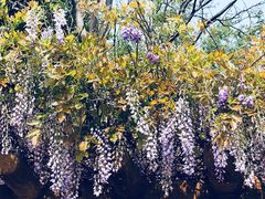 -南汇桃花村