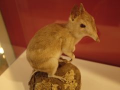 -墨尔本博物馆(Melbourne Museum)
