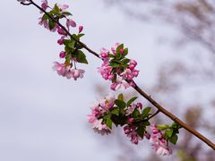 -桃花堤公园