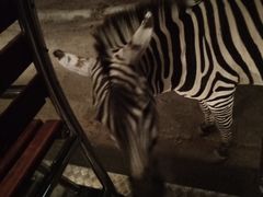 -清迈夜间动物园