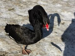 -新疆天山野生动物园