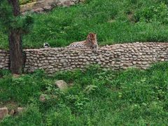 -西霞口神雕山野生动物世界