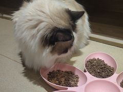 -藏猫猫咖啡主题馆(中央大道店)