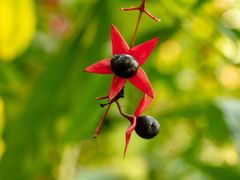 -中国科学院华南植物园