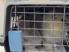 -东莞宠友24H宠物中心医院·转诊夜诊·异宠(新河北路院)