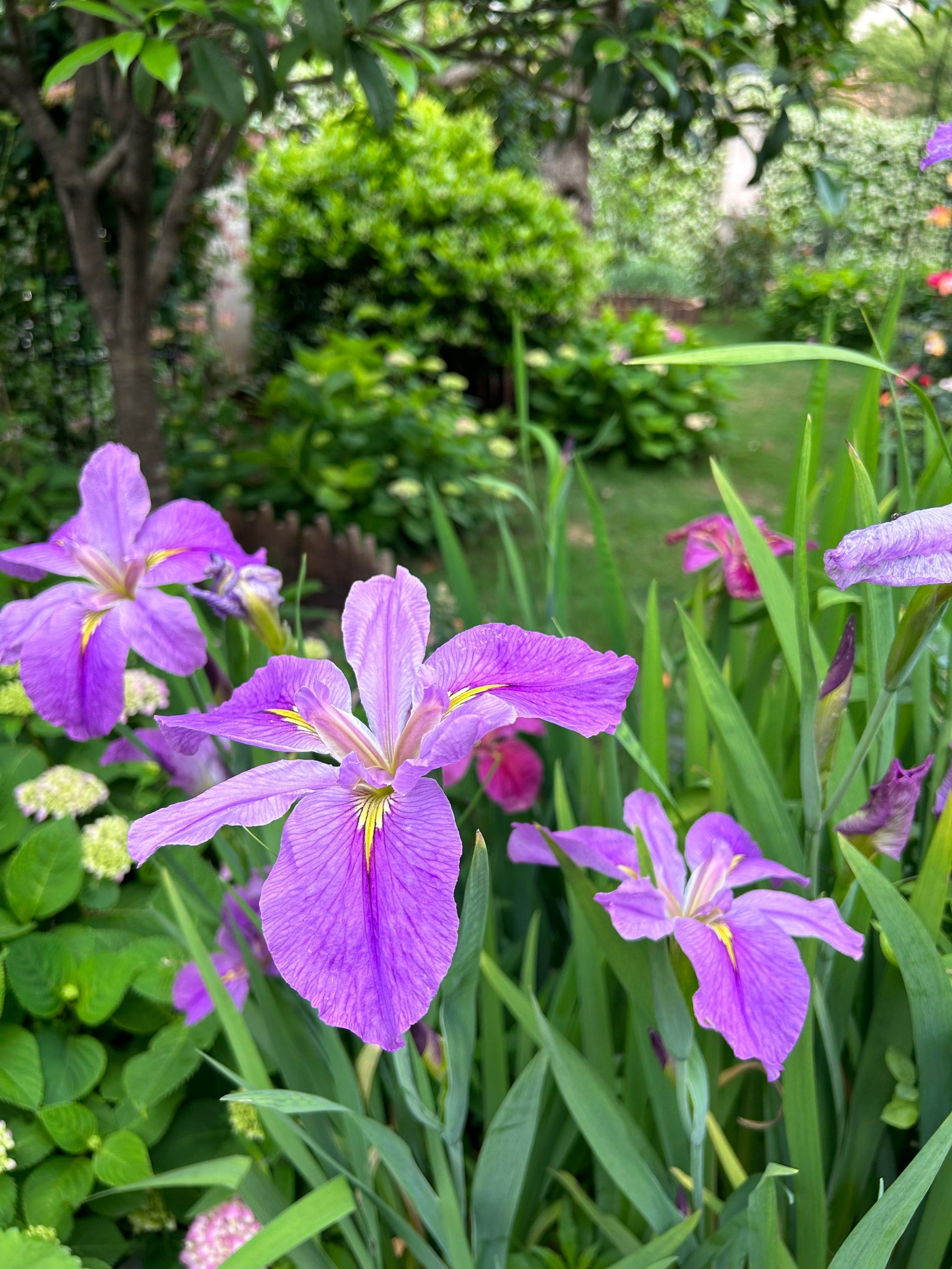 春日花花收集赛 | 漂亮的鸢尾花