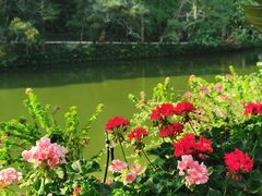 -深圳仙湖植物园