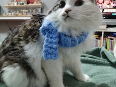 -PETKIT 小佩宠物·德文赛凯猫舍