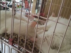 -小伙伴宠物医院•急重症转诊中心·老年专科·犬猫全科(北大街总院)