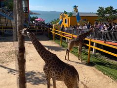 -西霞口神雕山野生动物世界