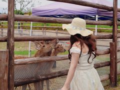 -杭州湾海上花田景区