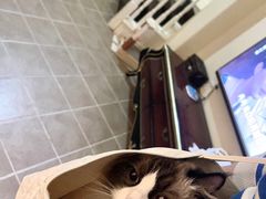 -喵zoo家庭繁育猫舍(尖东智能花园店)