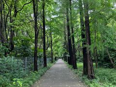 -上海滨江森林公园