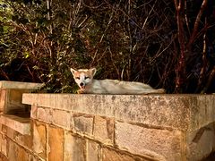 -大堂吧·下午茶·特调鸡尾酒(大连一方城堡豪华精选酒店)